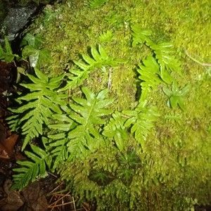 Meet your Posher, Moss